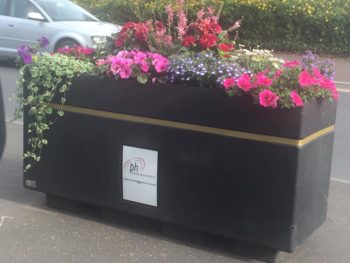 Sedgemoor in Bloom