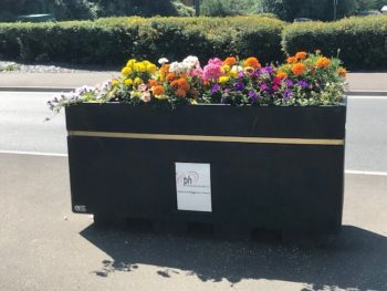 Supporting Sedgemoor in Bloom